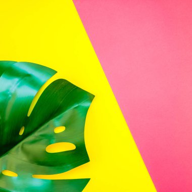 Tropikal orman palm monstera parlak kare sarı ve pembe çift ton kağıt arka plan üzerinde bırakır. Yaz yaratıcı düz metin için kavram şablon koymak