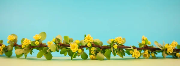 Bahar Çiçek Açması Kızamık Şube Ile Yeşil Yaprakları Barbs Pastel — Stok fotoğraf