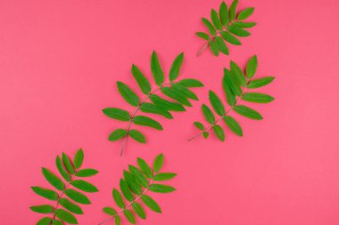Parlak pembe arka plan kopya alanı en az çift ton pop sanat tarzı, metin için çerçeve şablonu ile taze yeşil rowan ağacı ile yaratıcı düz yatıyordu üstten görünüm desen yaprak