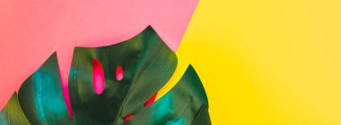 Tropikal orman palm monstera parlak sarı ve pembe çift ton kağıt arka plan üzerinde bırakır. Yaz yaratıcı düz metin için kavram şablon yatıyordu. Uzun geniş afiş