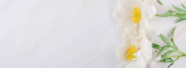 Güzel çiçek beyaz şakayık çiçekleri kopya alanı en az tarzı, şablon tasarımınızın mermer zemin üzerine. Düğün davetiyesi ve kutlama tebrik kavramı. Uzun geniş afiş