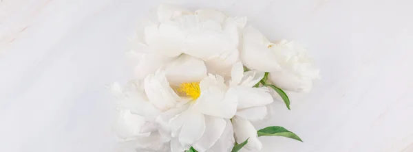 Hermosas Flores Peonía Blanca Flor Sobre Fondo Mármol Con Espacio — Foto de Stock