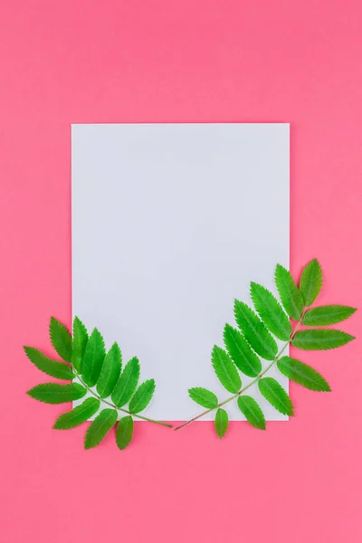 Creative flat lay top view white letter mock up with fresh green rowan tree leaves on bright pink background with copy space in minimal duotone pop art style, template for text