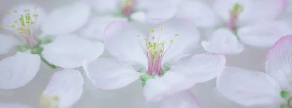 Κοντινό Πλάνο Της Λευκή Άνοιξη Ανθίζουν Λουλουδιών Δέντρων Μηλιάς Που — Φωτογραφία Αρχείου