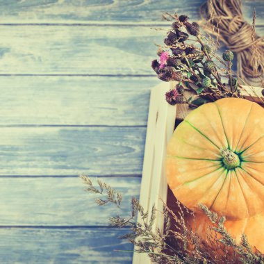 Üstten görünüm sonbahar turuncu kabak, kare ve Kuru çiçekler ve çim kutusu Şükran günü arka planda kopya alanı ile mavi tonda ahşap masa üzerinde. Sonbaharda hasat ruh metin için şablon