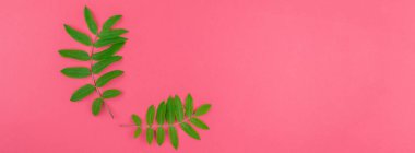 Kopya alanı en az çift ton pop sanat tarzı, metin için çerçeve şablonu ile parlak pembe arka plan üzerinde taze yeşil rowan ağacı ile yaratıcı düz yatıyordu üstten görünüm desen bırakır. Uzun geniş afiş