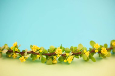 Bahar çiçek açması kızamık şube ile yeşil yaprakları, barbs ve pastel renk Kağıt arka plan kopya alanı en az tarzı, metin için şablon ile sarı çiçekler