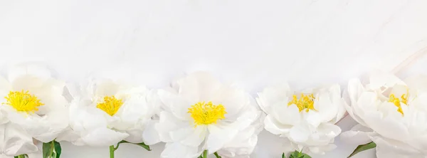 Beautiful Blooming White Peony Flowers Marble Background Copy Space Minimal — Stock Photo, Image