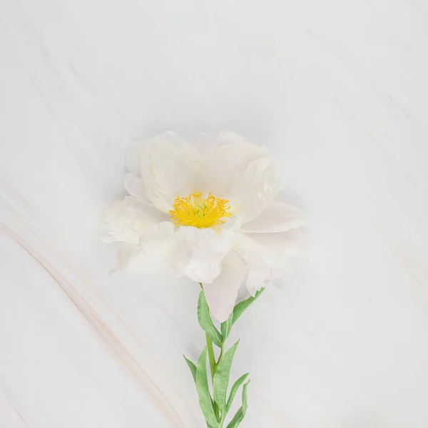 Vackra Blommande Vit Pion Blommor Marmor Bakgrund Med Kopiera Utrymme — Stockfoto