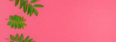 Kopya alanı en az çift ton pop sanat tarzı, metin için çerçeve şablonu ile parlak pembe arka plan üzerinde taze yeşil rowan ağacı ile yaratıcı düz yatıyordu üstten görünüm desen bırakır. Uzun geniş afiş