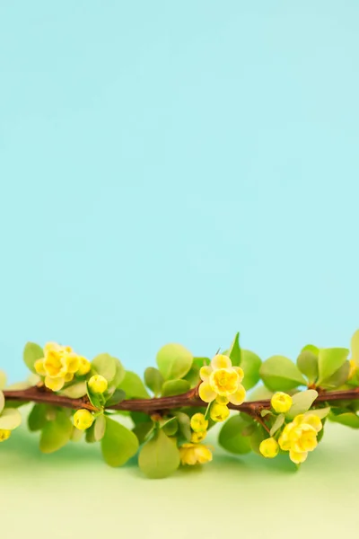 Pozostawia Wiosna Kwitnąca Gałąź Berberysu Zielonym Chorągiewki Żółte Kwiaty Tle — Zdjęcie stockowe