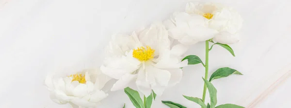Vackra Blommande Vit Pion Blommor Marmor Bakgrund Med Kopia Utrymme — Stockfoto