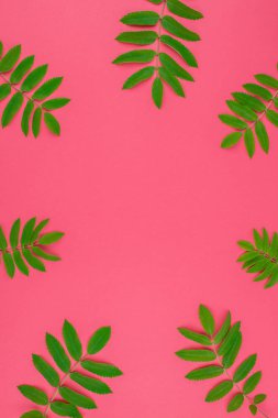 Parlak pembe arka plan kopya alanı en az çift ton pop sanat tarzı, metin için çerçeve şablonu ile taze yeşil rowan ağacı ile yaratıcı düz yatıyordu üstten görünüm desen yaprak