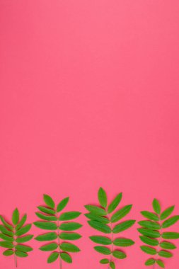 Parlak pembe arka plan kopya alanı en az çift ton pop sanat tarzı, metin için çerçeve şablonu ile taze yeşil rowan ağacı ile yaratıcı düz yatıyordu üstten görünüm desen yaprak