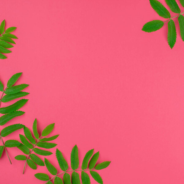 Creative flat lay top view pattern with fresh green rowan tree leaves on bright pink square background with copy space in minimal duotone pop art style, frame template for text