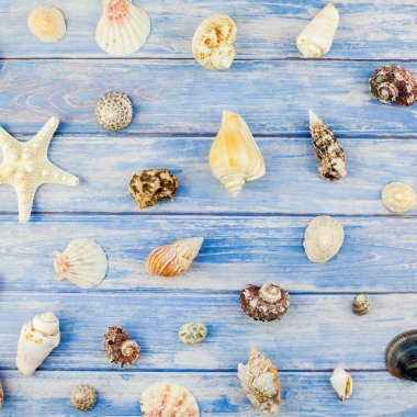 Kare yaratıcı düz yaz seyahat tatil kavramı yatıyordu. Kopya alanı rustik tarzı, çerçeve şablonu metin için pastel mavi ahşap plakalar zemin üzerine deniz kabuklarını ve denizyıldızı üstten görünüm