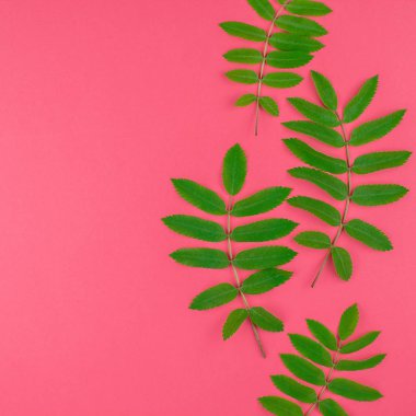 Kopya alanı en az çift ton pop sanat tarzı, metin için çerçeve şablonu parlak pembe kare zemin üzerine taze yeşil rowan ağacı ile yaratıcı düz yatıyordu üstten görünüm desen bırakır
