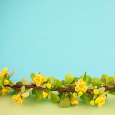 Bahar çiçek açması kızamık şube ile yeşil yaprakları, barbs ve kare pastel renk Kağıt arka plan kopya alanı en az tarzı, metin veya tasarım şablonu ile sarı çiçekler