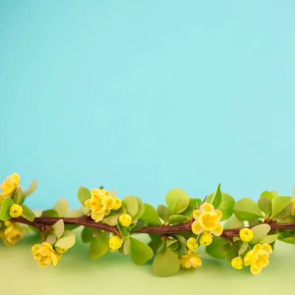 Spring Blossoming Barberry Branch Green Leaves Barbs Yellow Flowers Square — Stock Photo, Image