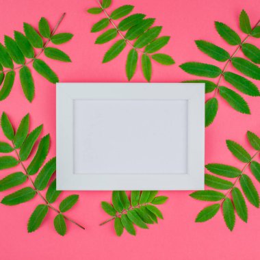 Üstten görünüm kopya alanı en az çift ton pop sanat tarzı, metin için şablon parlak pembe kare zemin üzerine beyaz çerçeve taze yeşil rowan ağacı ile alay etmek yukarıya yaprak yaratıcı düz yatıyordu