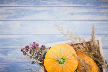 Sonbahar turuncu kabak ve Kuru çiçekler görünümünü ana sayfa ve kopya alanı ile mavi tonda ahşap masa üzerinde kutusu Şükran günü arka planda çim. Sonbaharda hasat ruh metin için şablon