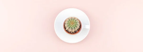 Creativo Plano Tumbado Vista Superior Pequeña Maceta Con Planta Cactus —  Fotos de Stock