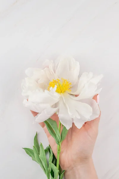 Vackra Blommande Vit Pion Blommor Marmor Bakgrund Med Kopia Utrymme — Stockfoto