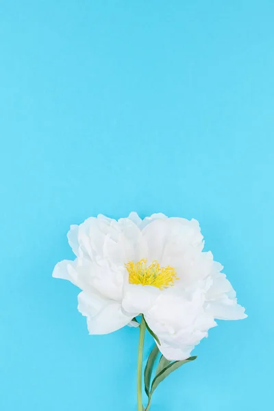 Flori Bujor Alb Fundal Pastel Albastru Culoare Hârtie Spațiu Copiere — Fotografie, imagine de stoc