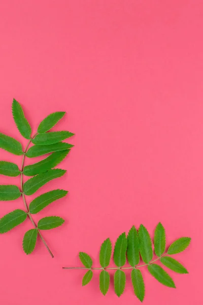 Creative Flat Lay Top View Pattern Fresh Green Rowan Tree — Stock Photo, Image