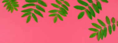 Kopya alanı en az çift ton pop sanat tarzı, metin için çerçeve şablonu ile parlak pembe arka plan üzerinde taze yeşil rowan ağacı ile yaratıcı düz yatıyordu üstten görünüm desen bırakır. Uzun geniş afiş