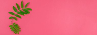 Kopya alanı en az çift ton pop sanat tarzı, metin için çerçeve şablonu ile parlak pembe arka plan üzerinde taze yeşil rowan ağacı ile yaratıcı düz yatıyordu üstten görünüm desen bırakır. Uzun geniş afiş