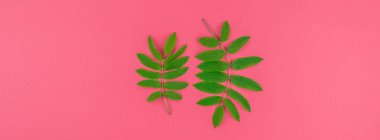 Kopya alanı en az çift ton pop sanat tarzı, metin için çerçeve şablonu ile parlak pembe arka plan üzerinde taze yeşil rowan ağacı ile yaratıcı düz yatıyordu üstten görünüm desen bırakır. Uzun geniş afiş