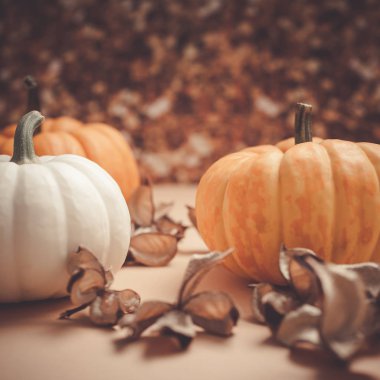 Sonbahar turuncu ve beyaz kabaklar Şükran günü Cadılar Bayramı arka plan ahşap kutu kopya alanı ile. Sonbaharda hasat ruh metin için kare şablon