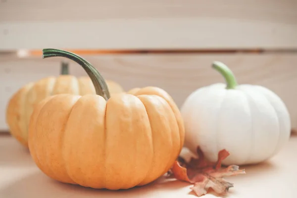 Herfst Oranje Witte Pompoenen Thanksgiving Halloween Achtergrond Houten Doos Met — Stockfoto