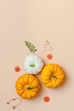 Yaratıcı en iyi görünüm düz sonbahar kompozisyon yatıyordu. Çerçeve kabakları kurutulmuş çiçek yaprakları renk Kağıt arka plan kopya alanı yaptı. Şablon sonbaharda hasat Şükran günü Cadılar Bayramı yıldönümü davetiye