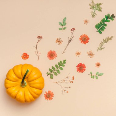 Yaratıcı en iyi görünüm düz sonbahar kompozisyon yatıyordu. Kabak çiçekleri yaprakları renk Kağıt arka plan kopya alanı kurumuş. Kare şablon sonbaharda hasat Şükran günü Cadılar Bayramı yıldönümü davetiye