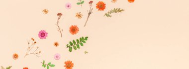 Yaratıcı en iyi görünüm düz sonbahar kompozisyon yatıyordu. Kuru çiçekler ve yapraklar renk Kağıt arka plan kopya alanı ile. Sonbaharda hasat düğün yıldönümü davetiye için şablon uzun geniş afiş