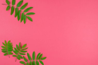Parlak pembe arka plan kopya alanı en az çift ton pop sanat tarzı, metin için çerçeve şablonu ile taze yeşil rowan ağacı ile yaratıcı düz yatıyordu üstten görünüm desen yaprak