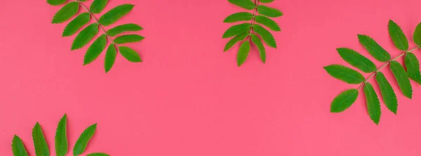Creative flat lay top view pattern with fresh green rowan tree leaves on bright pink background with copy space in minimal duotone pop art style, frame template for text. Long wide banner