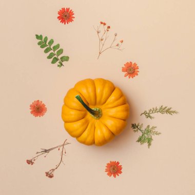 Yaratıcı en iyi görünüm düz sonbahar kompozisyon yatıyordu. Kabak çiçekleri yaprakları renk Kağıt arka plan kopya alanı kurumuş. Kare şablon sonbaharda hasat Şükran günü Cadılar Bayramı yıldönümü davetiye