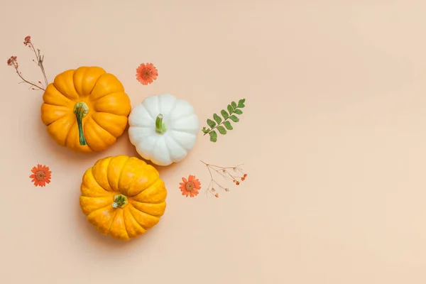 Creative Top View Flat Lay Autumn Composition Frame Made Pumpkins — Stock Photo, Image