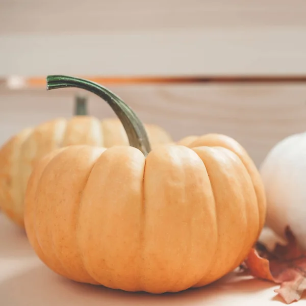 Herfst Oranje Witte Pompoenen Thanksgiving Halloween Achtergrond Houten Doos Met — Stockfoto