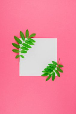 Üstten görünüm parlak pembe arka plan kopya alanı en az çift ton pop sanat tarzı, metin için şablon ile beyaz mektup taze yeşil rowan ağacı ile alay etmek yukarıya yaprak yaratıcı düz yatıyordu