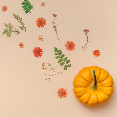 Yaratıcı en iyi görünüm düz sonbahar kompozisyon yatıyordu. Kabak çiçekleri yaprakları renk Kağıt arka plan kopya alanı kurumuş. Kare şablon sonbaharda hasat Şükran günü Cadılar Bayramı yıldönümü davetiye