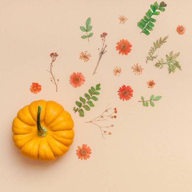 Yaratıcı en iyi görünüm düz sonbahar kompozisyon yatıyordu. Kabak çiçekleri yaprakları renk Kağıt arka plan kopya alanı kurumuş. Kare şablon sonbaharda hasat Şükran günü Cadılar Bayramı yıldönümü davetiye