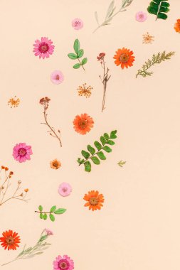 Yaratıcı en iyi görünüm düz sonbahar kompozisyon yatıyordu. Kurutulmuş çiçekler ve yapraklar renk Kağıt arka plan kopya alanı ile çerçeve yaptı. Yıldönümü davetiye düğün sonbaharda hasat için şablon