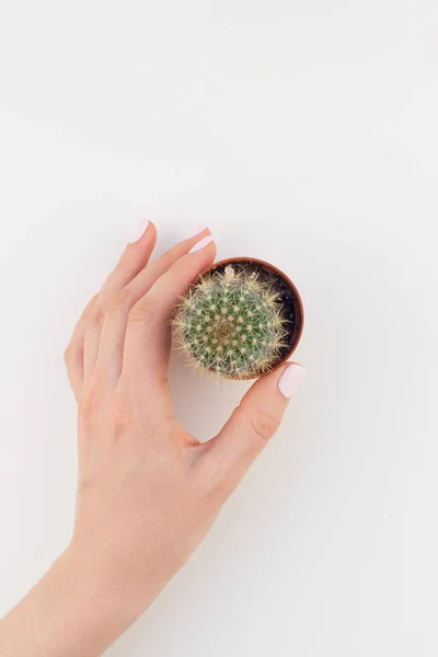 Creative flat lay of woman hand holding small pot with green decorative cactus plant with copy space isolated on white background in minimalism style. Template for feminine blog, social media