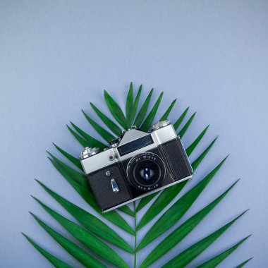 Yaratıcı düz mavi gri kağıt arka plan üzerinde tropikal palmiye yaprakları yeşil ve eski fotoğraf makinesi üstten görünüm kopya alanı ile yatıyordu. En az tropikal palmiye yaprağı bitki yaz seyahat kare kavramı şablonu