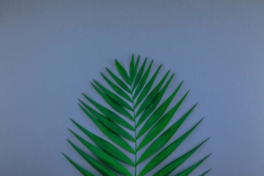 Yaratıcı düz yeşil mavi gri kağıt arka plan kopya alanı ile tropikal palmiye yaprak üstten görünüm yatıyordu. En az tropikal palmiye yaprağı bitkiler yaz kavramı şablon metin veya tasarım için