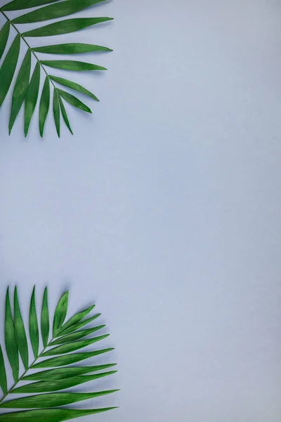 Creative Ploché Ležel Pohled Shora Zelené Tropické Palm Listy Modré — Stock fotografie